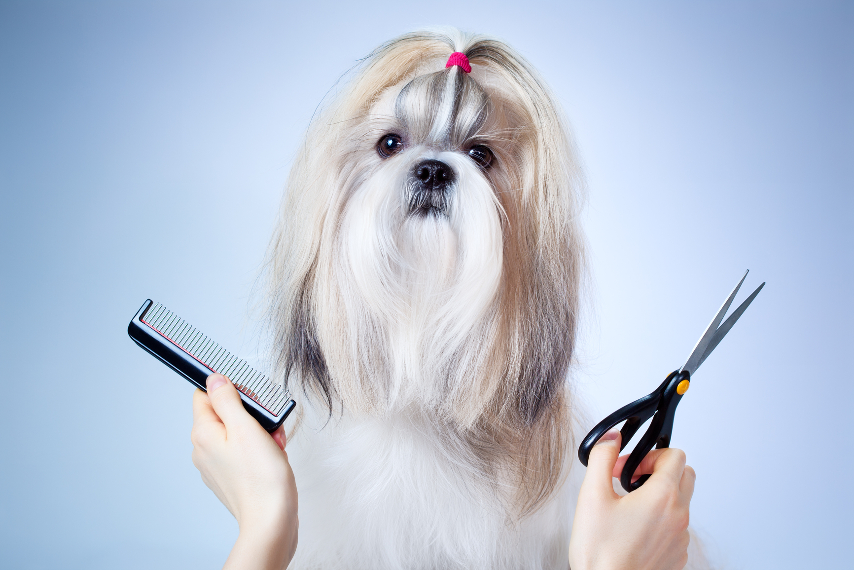 Cómo, cuándo y dónde llevar a tu perro a una peluquería canina - Cómo  educar a un cachorro