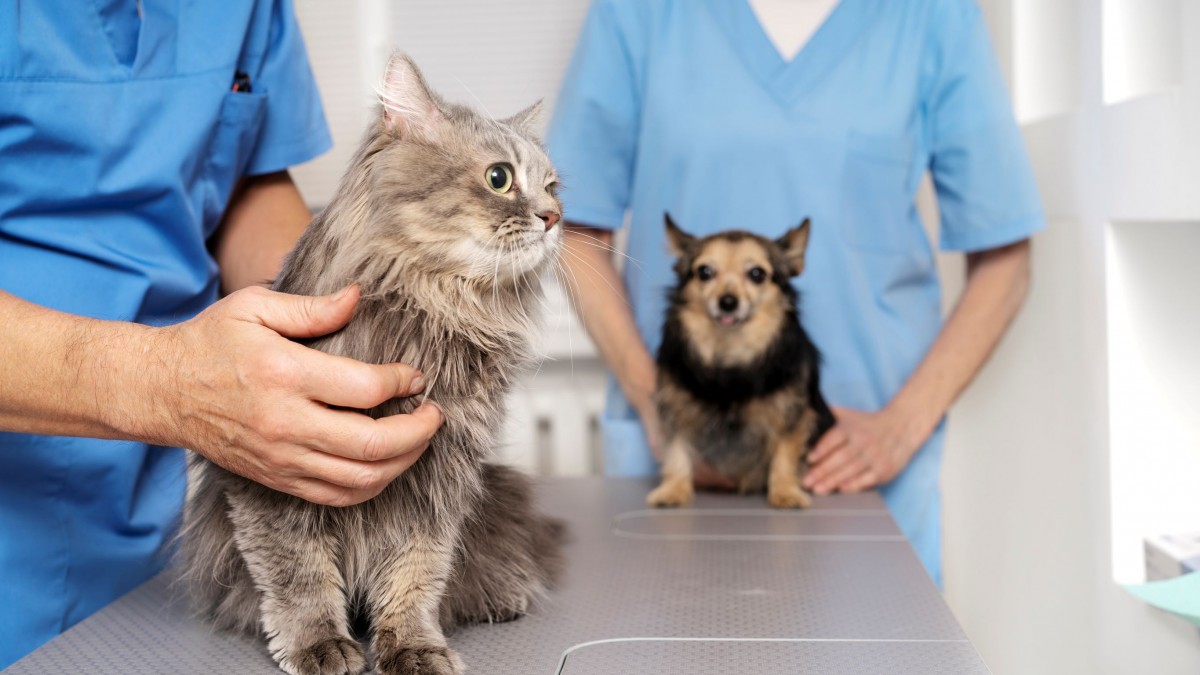 Seis momentos clave para lograr un uso responsable de los antibióticos en  la clínica veterinaria | PortalVeterinaria