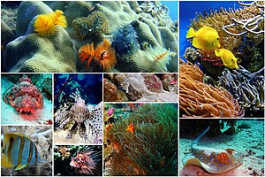 Biología marina - Wikipedia, la enciclopedia libre
