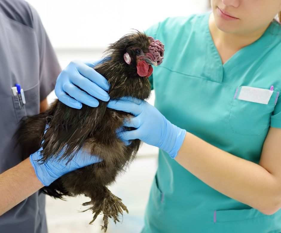 Resumen de BIOCIDAS PARA LA HIGIENE VETERINARIA Y BIENESTAR ANIMAL EN  EXPLOTACIONES DE AVES