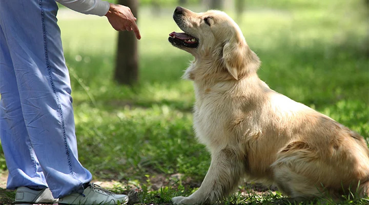 CURSOS DE ETOLOGÍA CANINA | Web Oficial EUROINNOVA